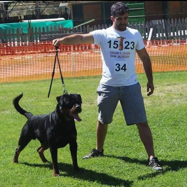 köpek eğitim merkezi